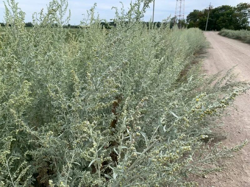Сорняк полынь обыкновенная. Полынь степная. Заросшей полынью. Заросшей полынью. Заросшей полынью.