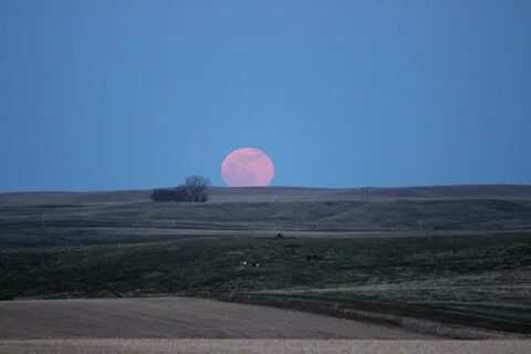 Moon rose