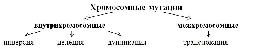 Хромосомные мутации дупликация инверсия. Хромосомные мутации дупликация инверсия