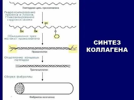 Пептидная цепь