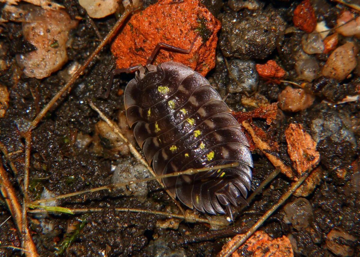 Дождевые черви среда обитания. Червь земляной (lumbricus terrestris). Беспозвоночные обитатели почвы. Почвенные беспозвоночные. Червь нематода земляной.