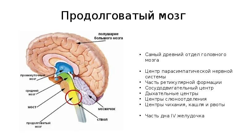 Центр удлиненный. Варолиев мост в мозге. Виралиевый мост продолговатый мозг. Отделы мозга варолиев мост. Задний мозг мост и мозжечок строение.