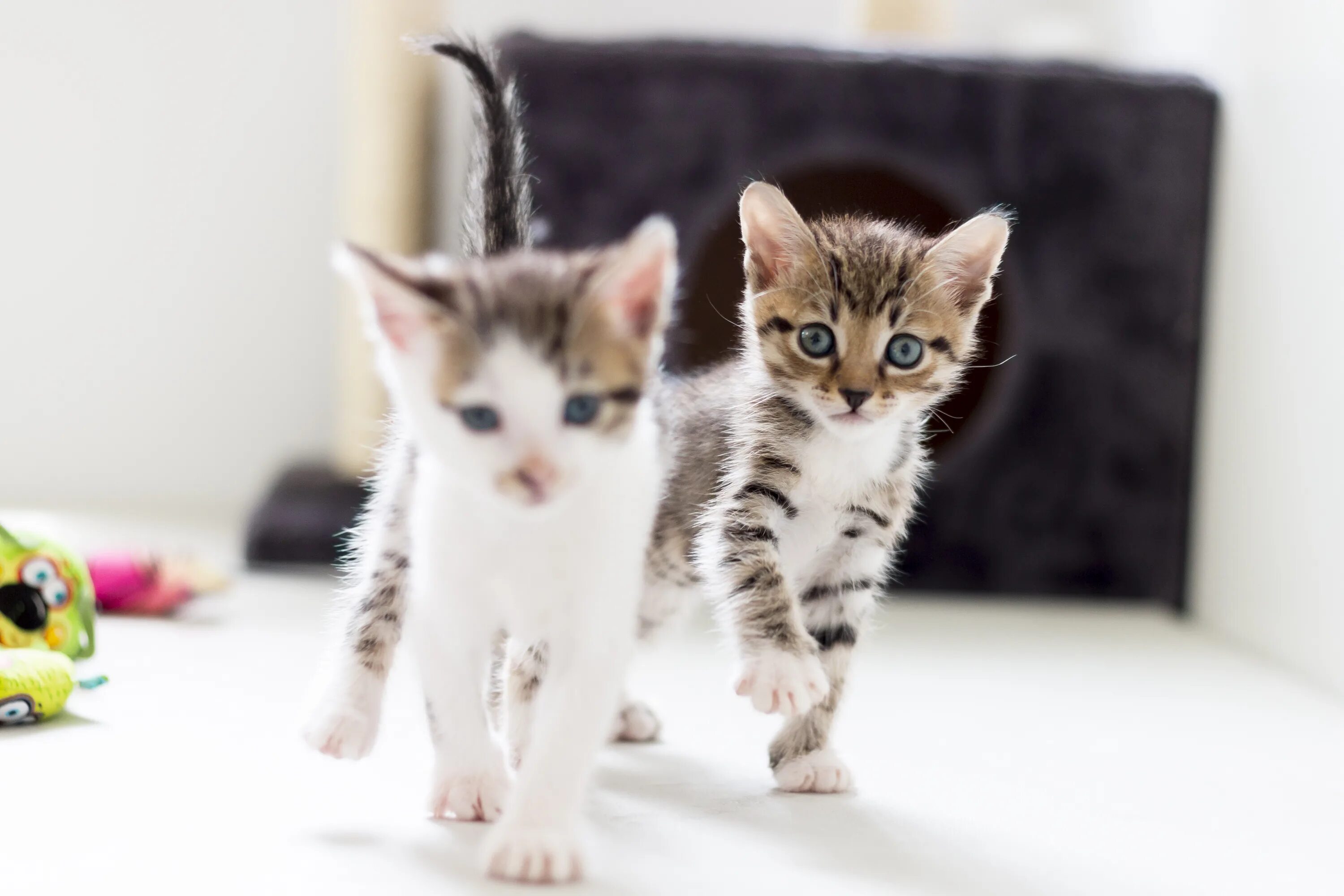 Cats forever. Кошки форева. Cats forever. Cats forever. Cats forever.