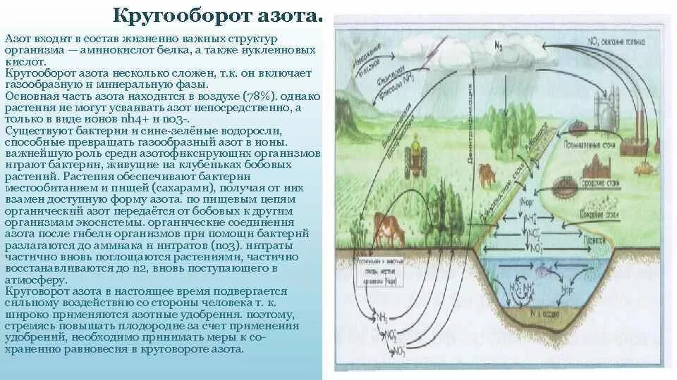 Опишите круговорот азота в природе. Круговорот азота в природе подробная схема. Круговорот азота в природе химия 9 класс. Биохимический круговорот азота. Круговорот азота 9 класс.