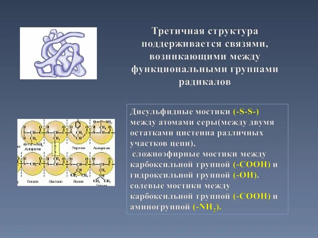 Образование дисульфидных связей в белке. Третичная структура белка дисульфидные мостики. Дисульфидные мостики. Дисульфидных мостиков между остатками цистеина. Дисульфидные связи структура белка.