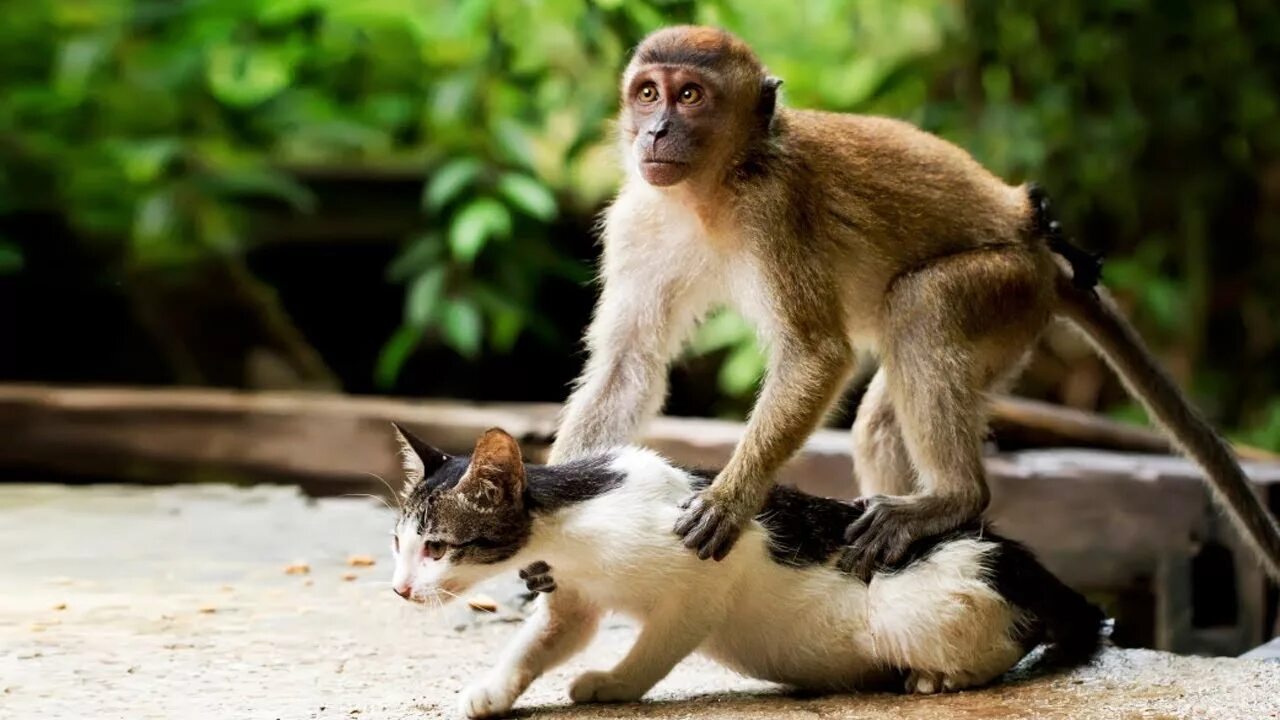 Обезьяна и кот. Бенгальский макак. Смешные обезьяны. Интересные звери. Обезьянка и кот.