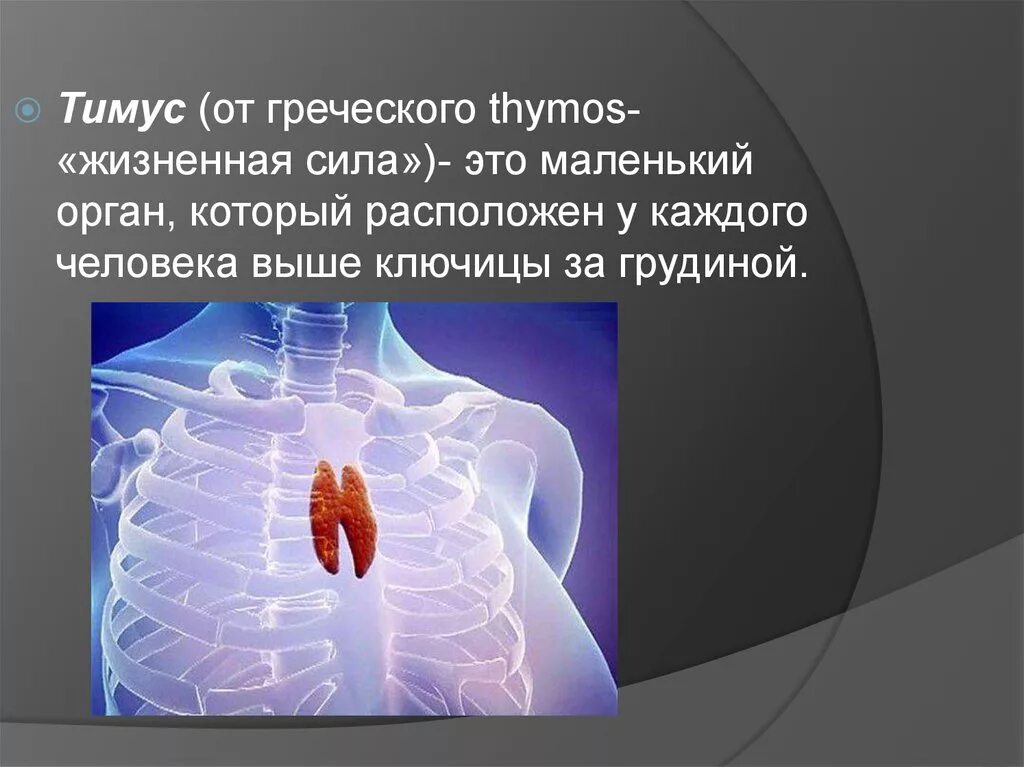 Железа удовольствия. Тимус или вилочковая железа. Тимус (вилочковая = зобная железа). Тимус анатомия расположение.