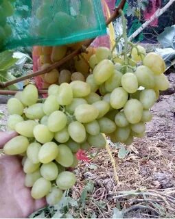 Аркадия виноград описание сорта фото отзывы видео