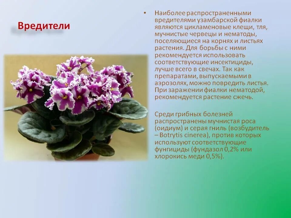 Содержание фиалки. Родина фиалка узамбарская. фиалки узамбарские вредители. фиалка узамбарская лист.