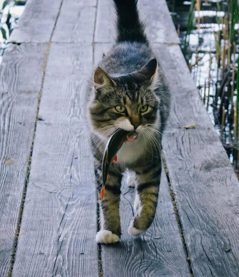 Угарный кот. Веселый котик. Прикольные кошки. Прикольные про котиков. Прикольные про котиков.