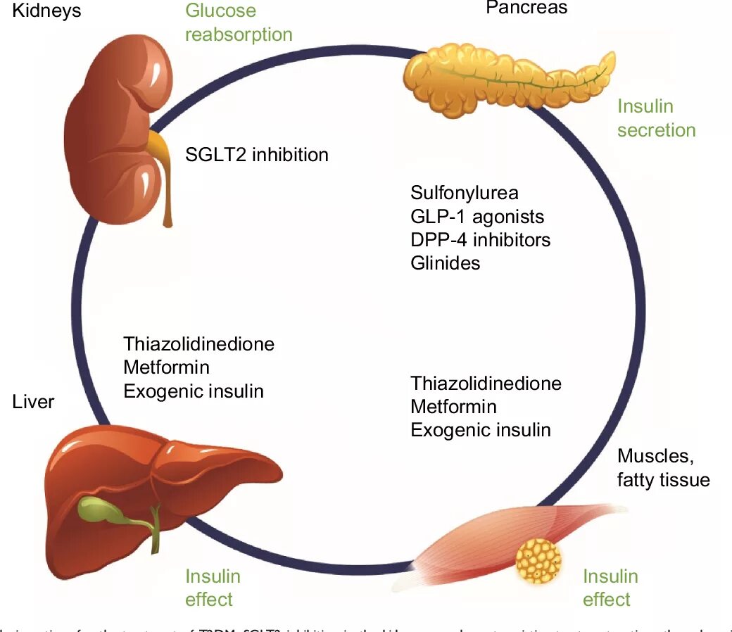 Ингибиторы sglt2 препараты. SGLT 2 inhibitors mechanism of Action. Ингибиторы SGLT-2 типа препараты.