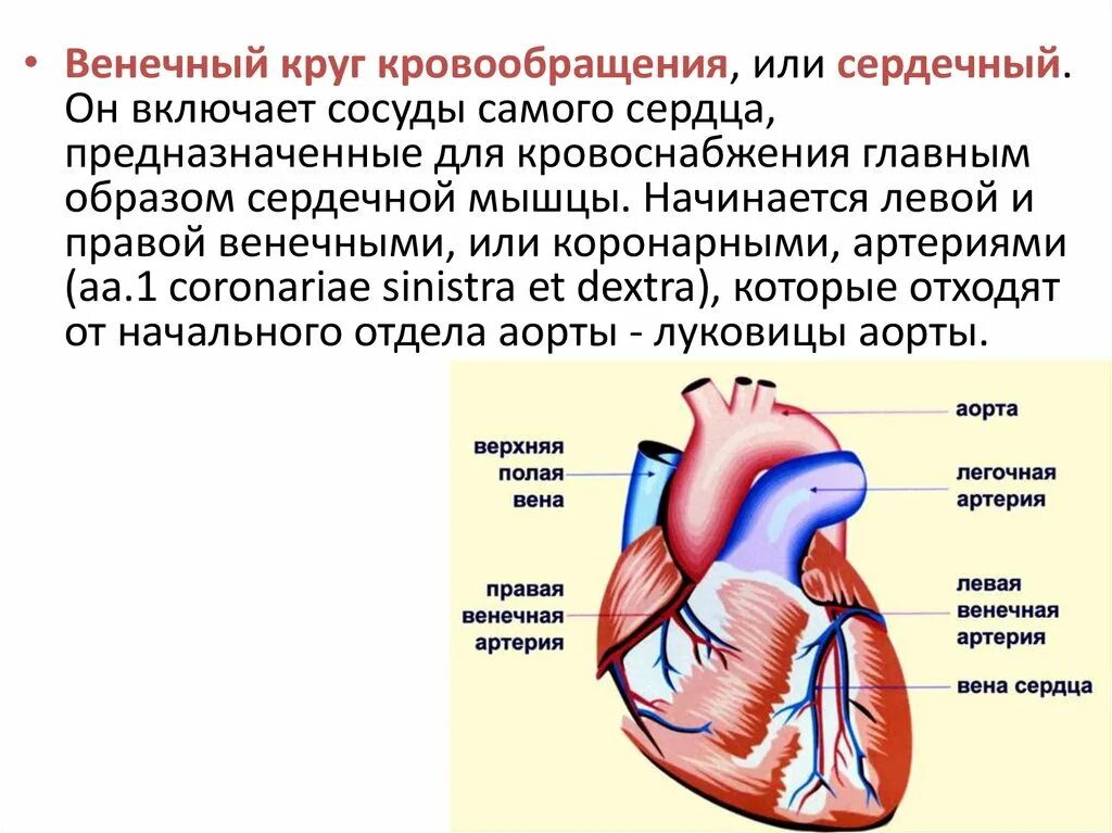 Несет кровь к предсердию. Коронарный круг кровообращения схема. Схема коронарного круга кровообращения табличках. Функция коронарного круга кровообращения. Сосуды коронарного круга кровообращения сердца.