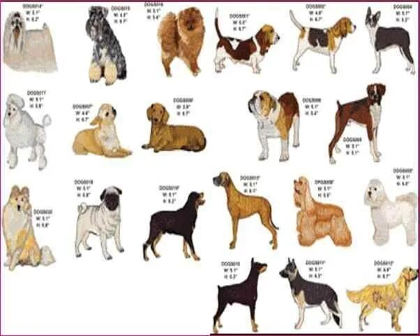Как называется буква собака. Название собак. Породы собак и их названия. Средняя порода собак. Средние собаки название.