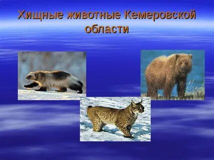 Кемеровская область животный мир