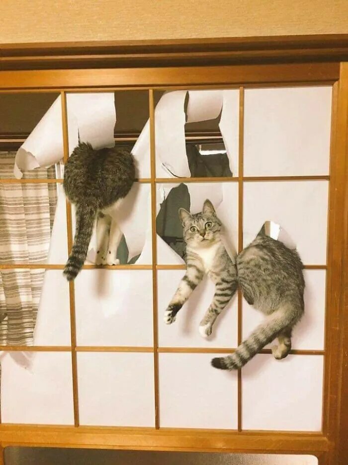 Какую кошку лучше завести в квартире. Кошки и японские двери. котята хулиганят. проделки котов в квартире. кот хулиган.