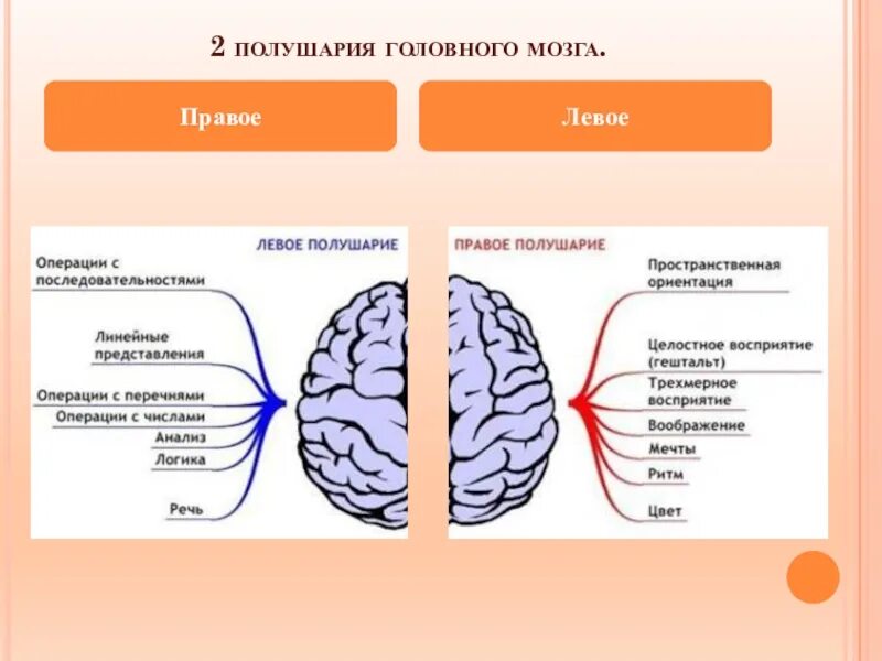 Какое полушарие головного мозга. Полушария головного мозга. Два полушария головного мозга. Правое полушарие головного мозга. Левое и правое полушарие мозга.