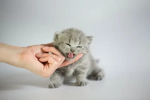 Когда котята начинают мяукать