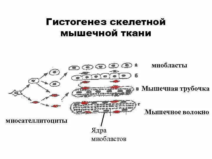 Гистогенез мышечной ткани. Гистогенез скелетной мышечной ткани схема. стадии развития скелетной мышечной ткани. этапы гистогенеза скелетной мышцы схема. гистогенез мышечных волокон схема.