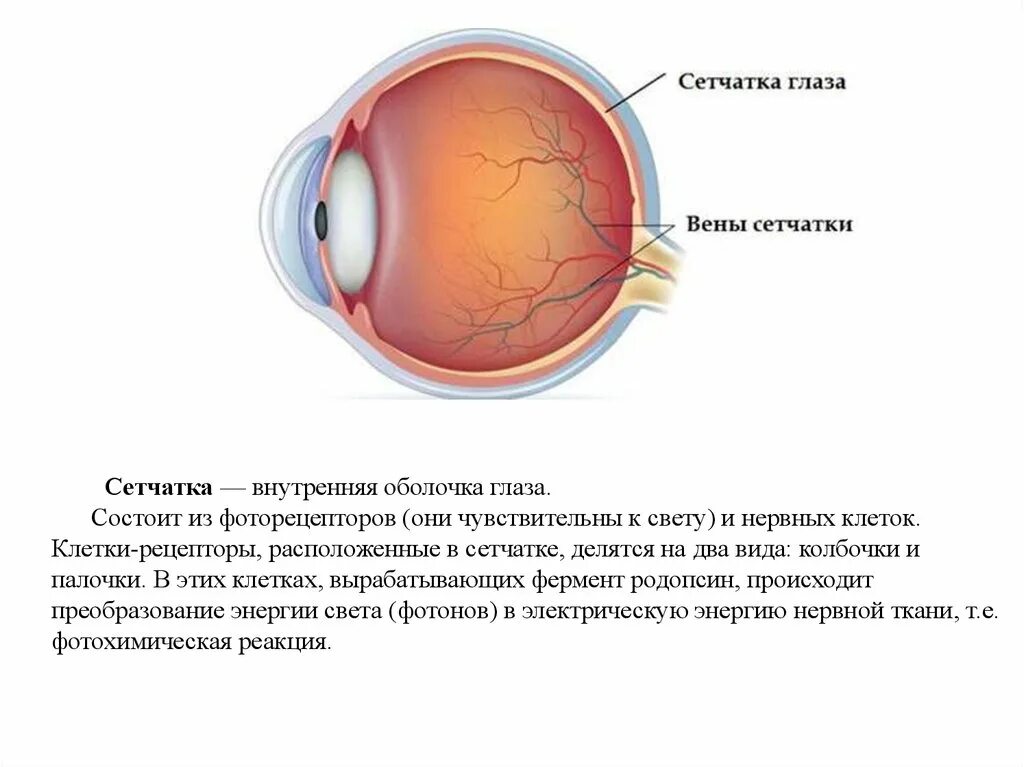 Строение сетчатки оболочки глаза. Внутренняя оболочка глаза анатомия. Функции внутренней оболочки глаза. Сетчатая оболочка глазного яблока. Диаметр сетчатки