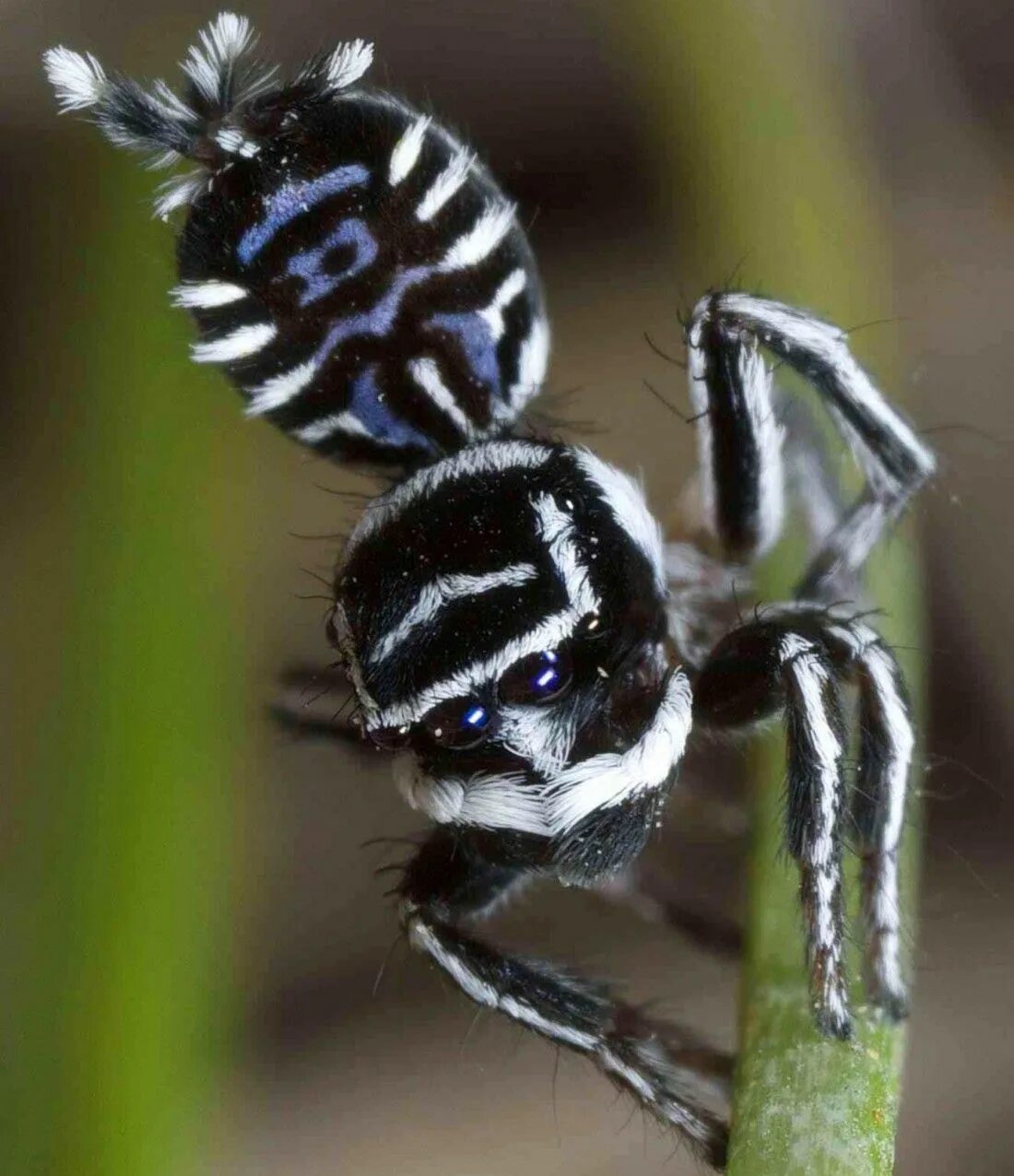 Calling spider