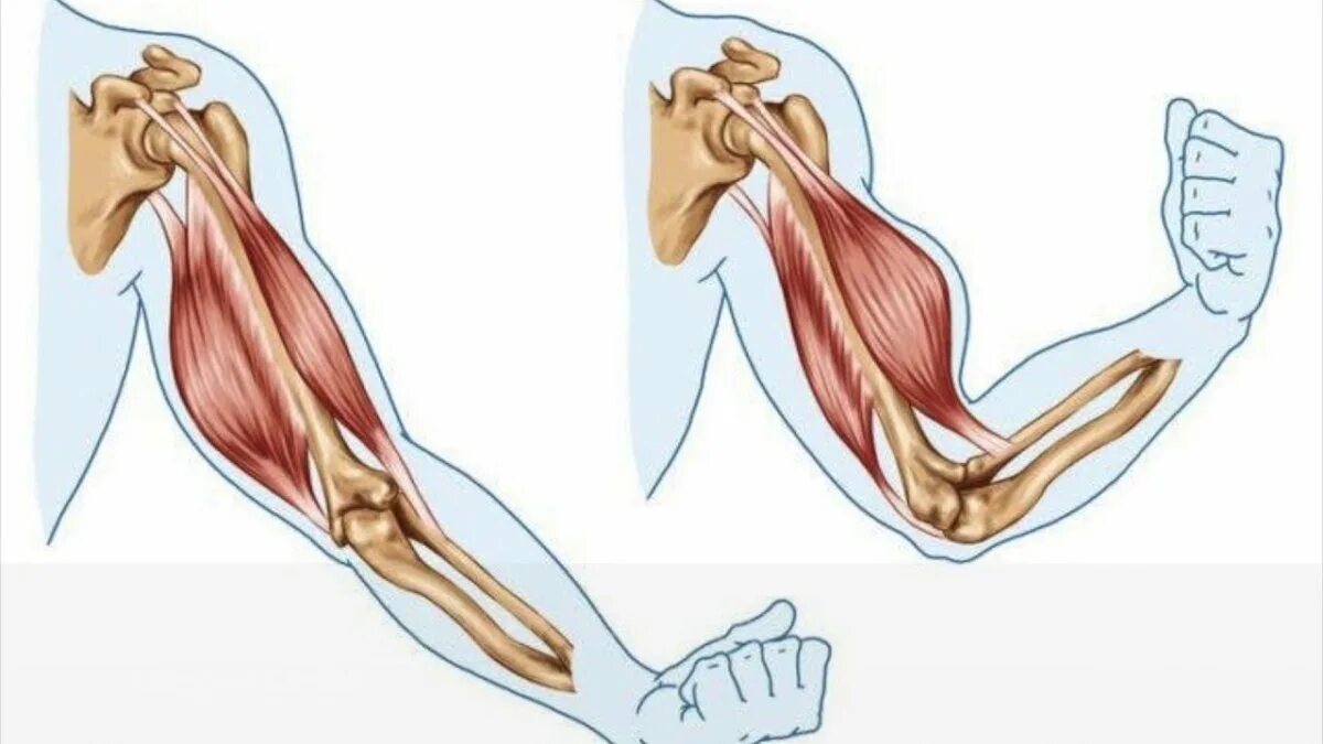 Мышцы в руке человека разгибатель сгибатель. Бицепс и трицепс руки анатомия. Какая мышца сгибает руку в локтевом суставе. Сгибание локтевого сустава мышцы. Мышцы разгибающие локтевой сустав.