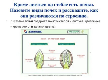 Почки бывают