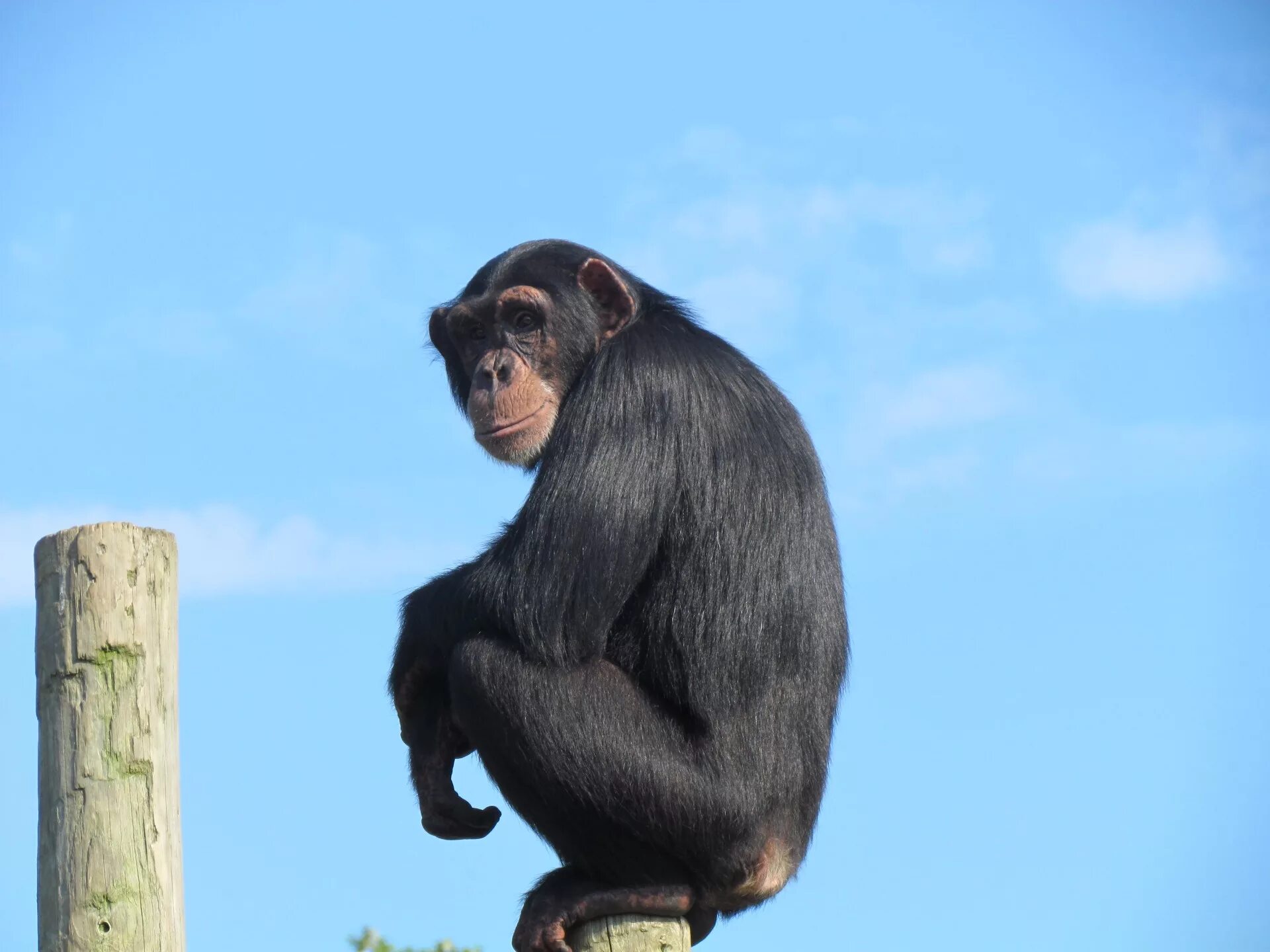 Забавный шимпанзе как правильно. Обезьяна. Обезьяна шимпанзе. Обезьяна сидит. Шимпанзе со спины.