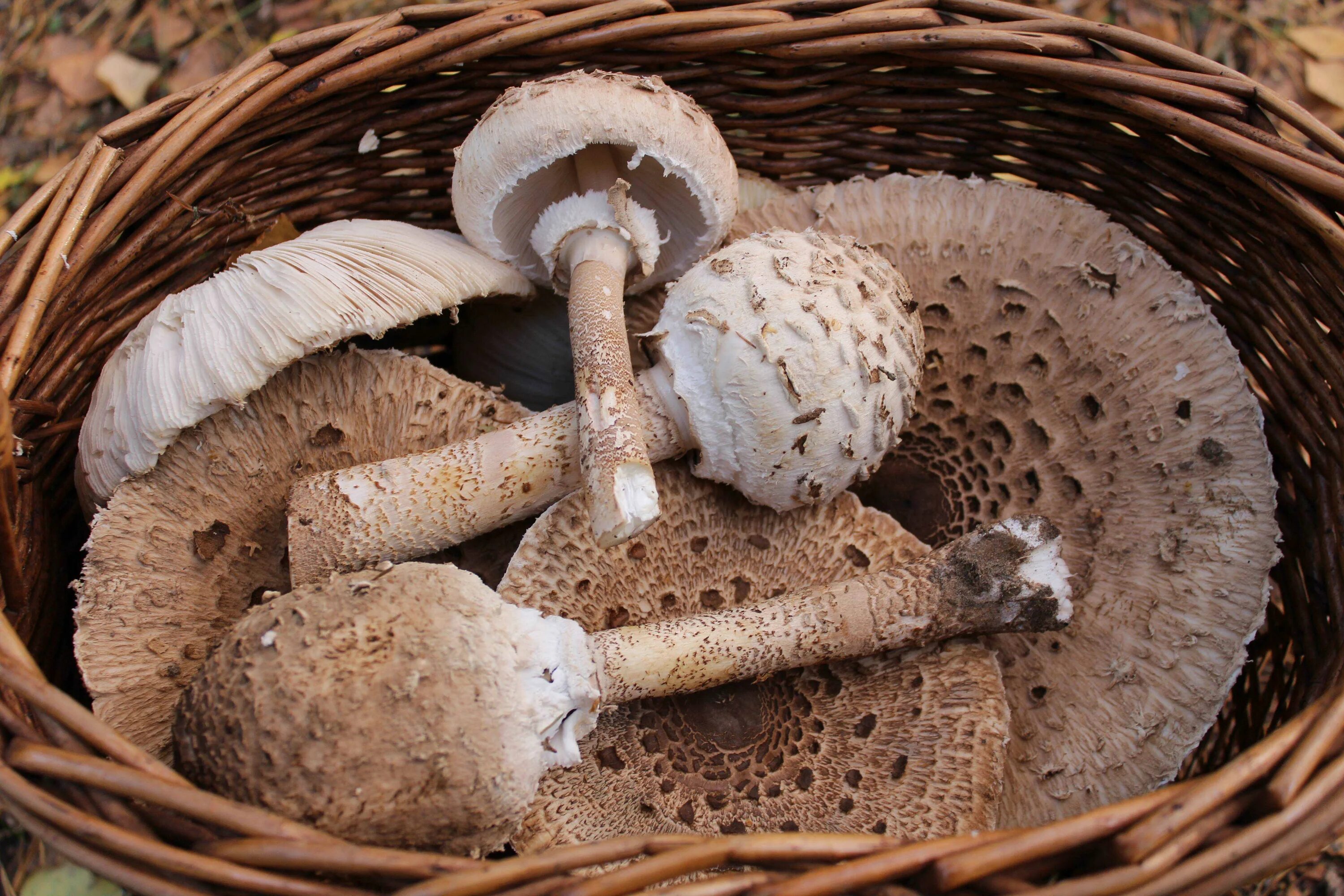 Можно ли готовить грибы. Гриб зонтик поганка. Гриб-зонтик девичий (Macrolepiota puellaris). Грибы пестрый зонтик съедобные. Гриб зонтик ядовитый поганка.