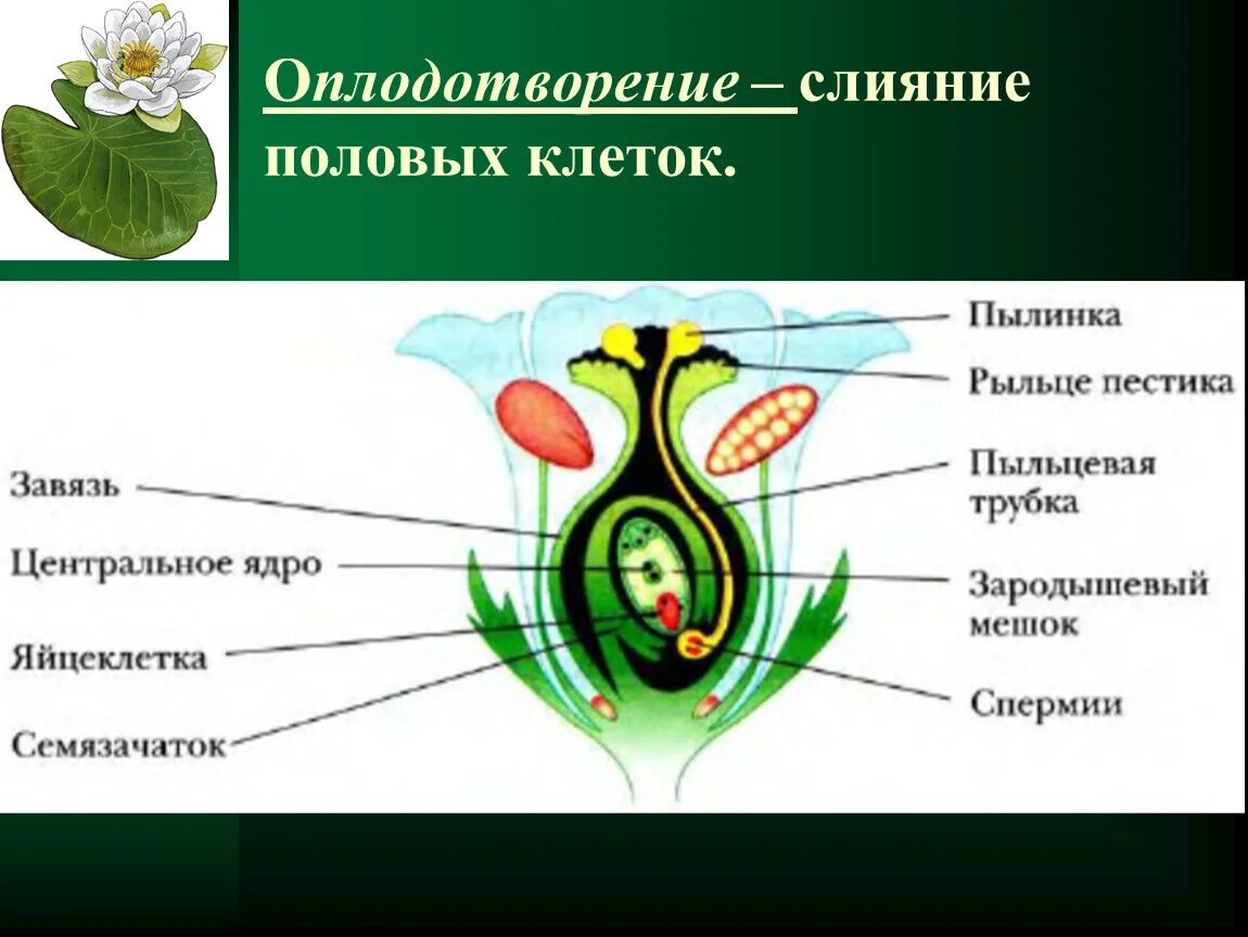 Схема оплодотворения у цветковых растений. Схема двойного оплодотворения у растений 6 класс. Оплодотворение схема биология. Пестик зародышевый мешок завязь семязачаток. Характеристики семязачатки развиваются в завязи пестика