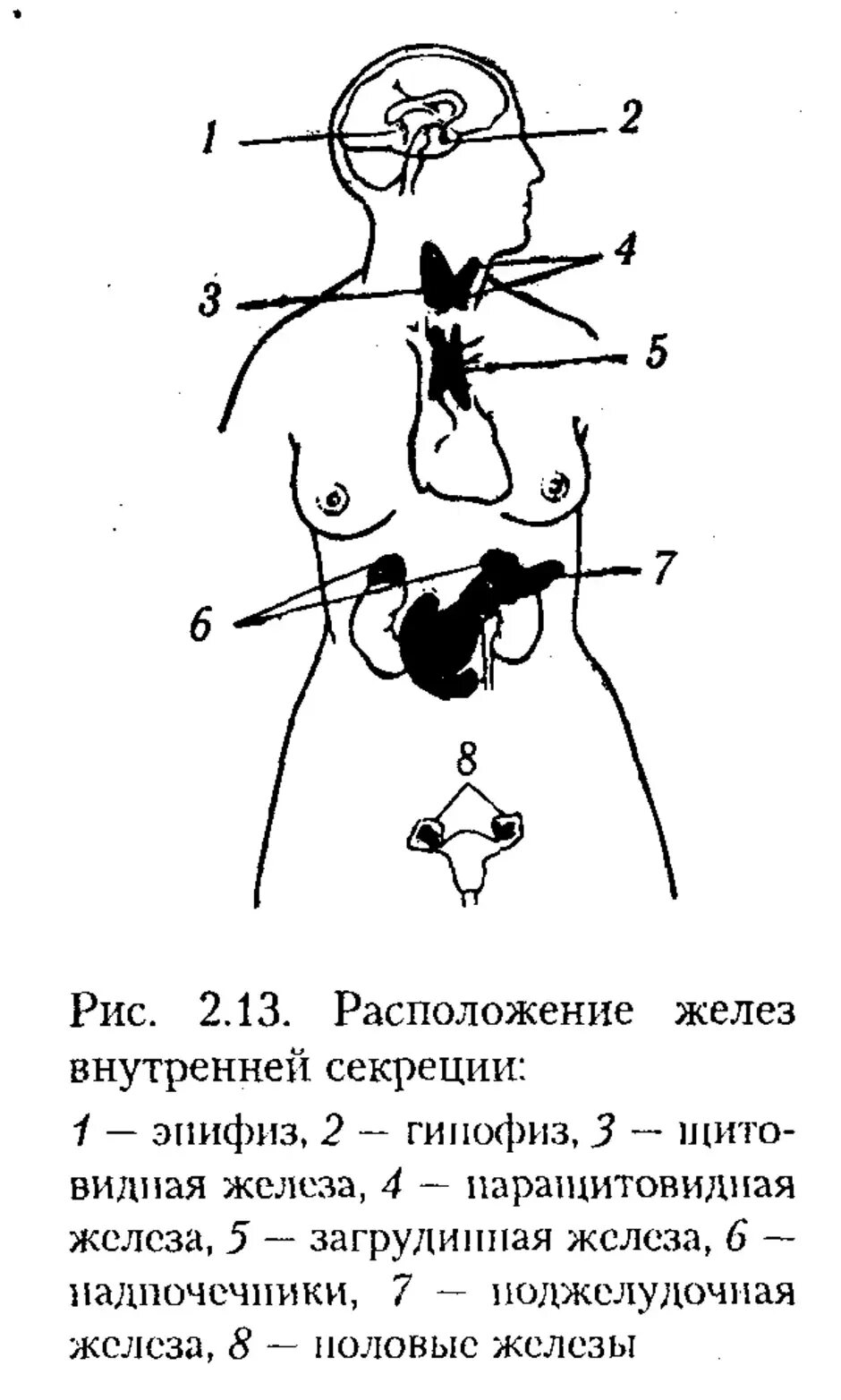 Месторасположение желез внутренней секреции рисунок. Схема желёз внутренней секреции. Схема расположения желез внутренней секреции организма. Схема эндокринных желез.