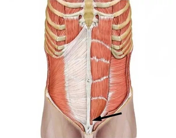 Пирамидальная мышца живота анатомия. Апоневроз мышц живота. Апоневроз наружной мышцы живота. Наружная косая мышца живота апоневроз.
