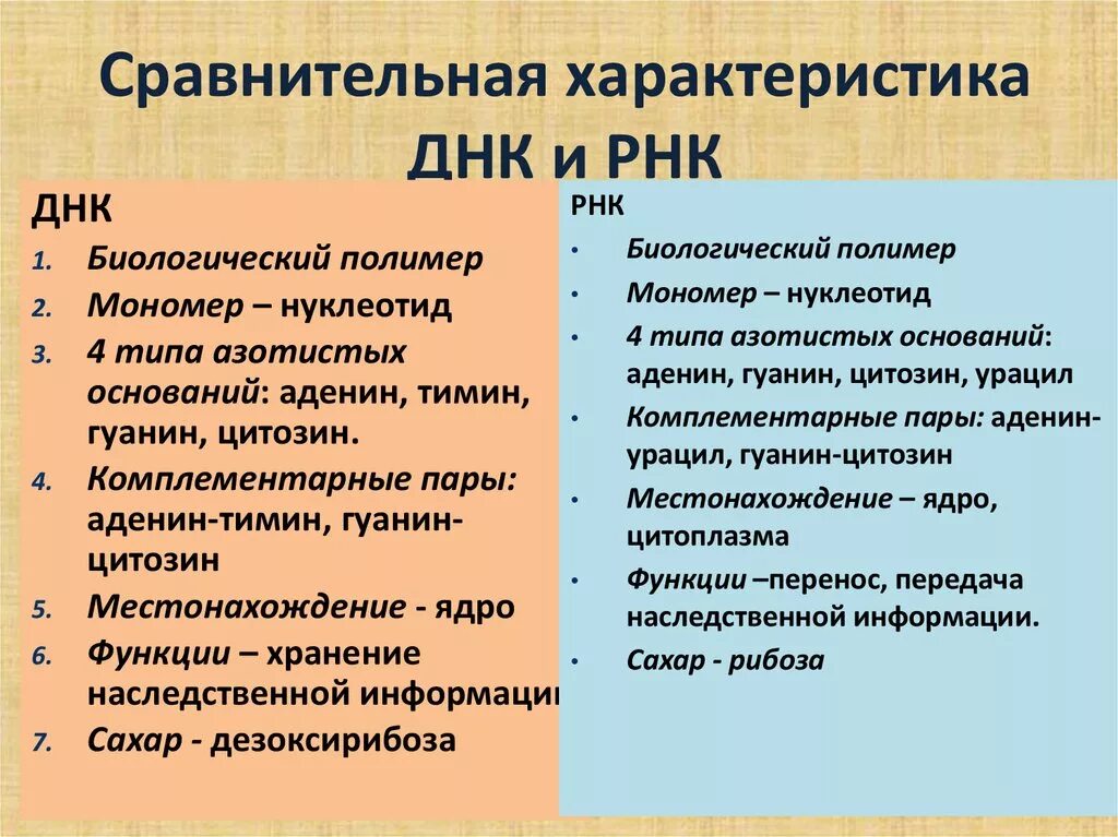 Сравнительная харакутеристикаднк и РНК. Сравнительная характеристика ДНК И РНК. Сравнительная характеристика ДНК. Сравнительная характеристика ДНК И РНК биологический. Сравнить днк и рнк