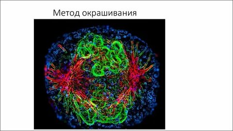 Сущность и значение методов прижизненного окрашивания клеток