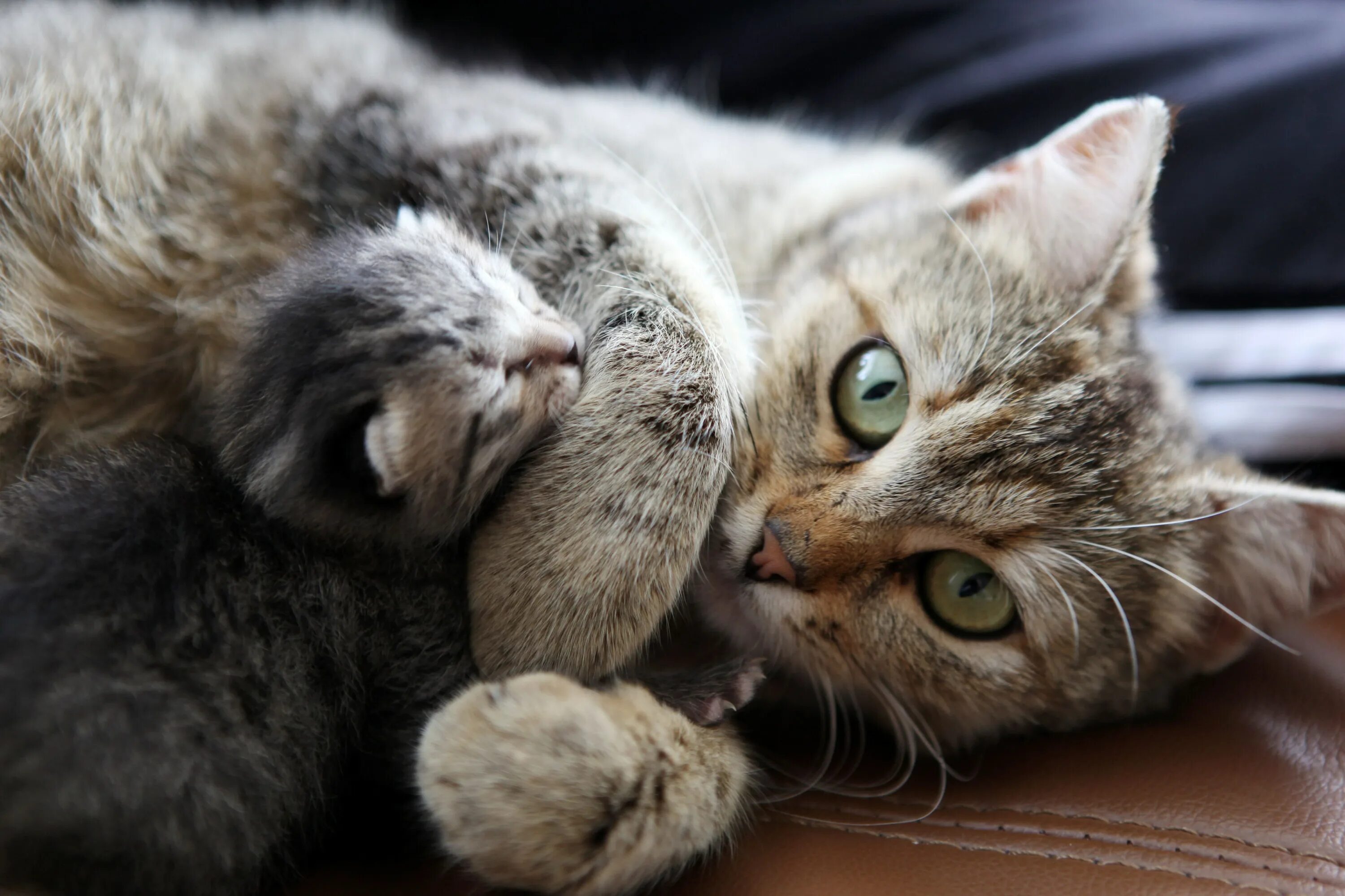 Мама кошка и котенок. Кошки для мема. Котята с мамой. Милые котята с мамой. Звук кошки мамы котятам