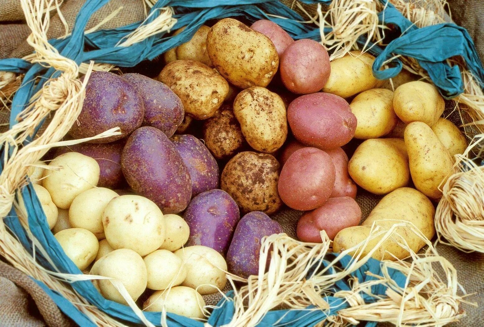 Картофель какая среда. Картофель. Картофель растение. Красивые клубни картофеля. Картофель обыкновенный.