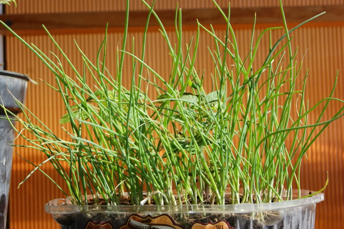 лук эксибишен семена. лук эксибишен. как сажать лук эксибишен на рассаду. лук эксибишен рассада. лук репчатый эксибишен.