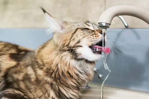 Cats drink