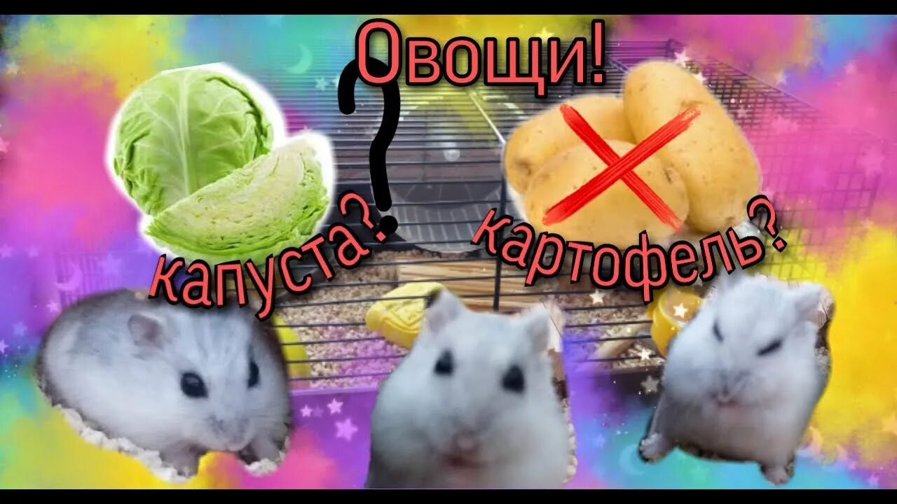 Hamsters at salad. Several hamsters sitting at glass with salad , #sponsored, #s
