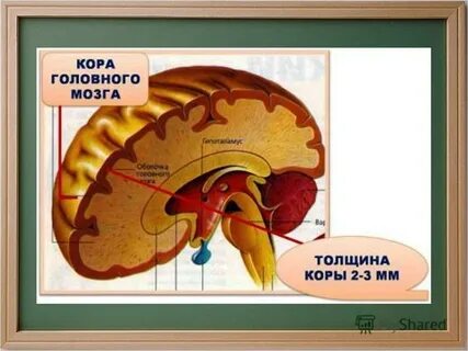 1 мм коры головного мозга