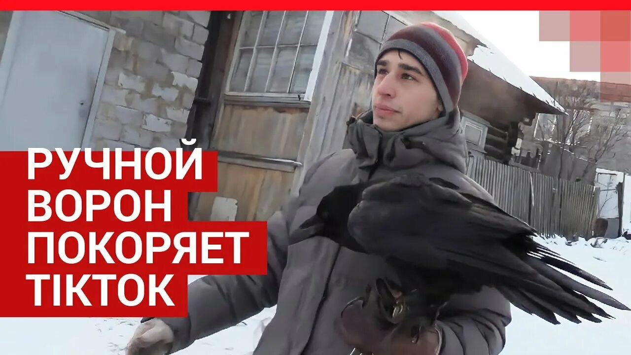 Ворон гоша. Ручной ворон гоша. ворон из лысьва. ворон гоша выполняет команды. ворон гоша пермь.