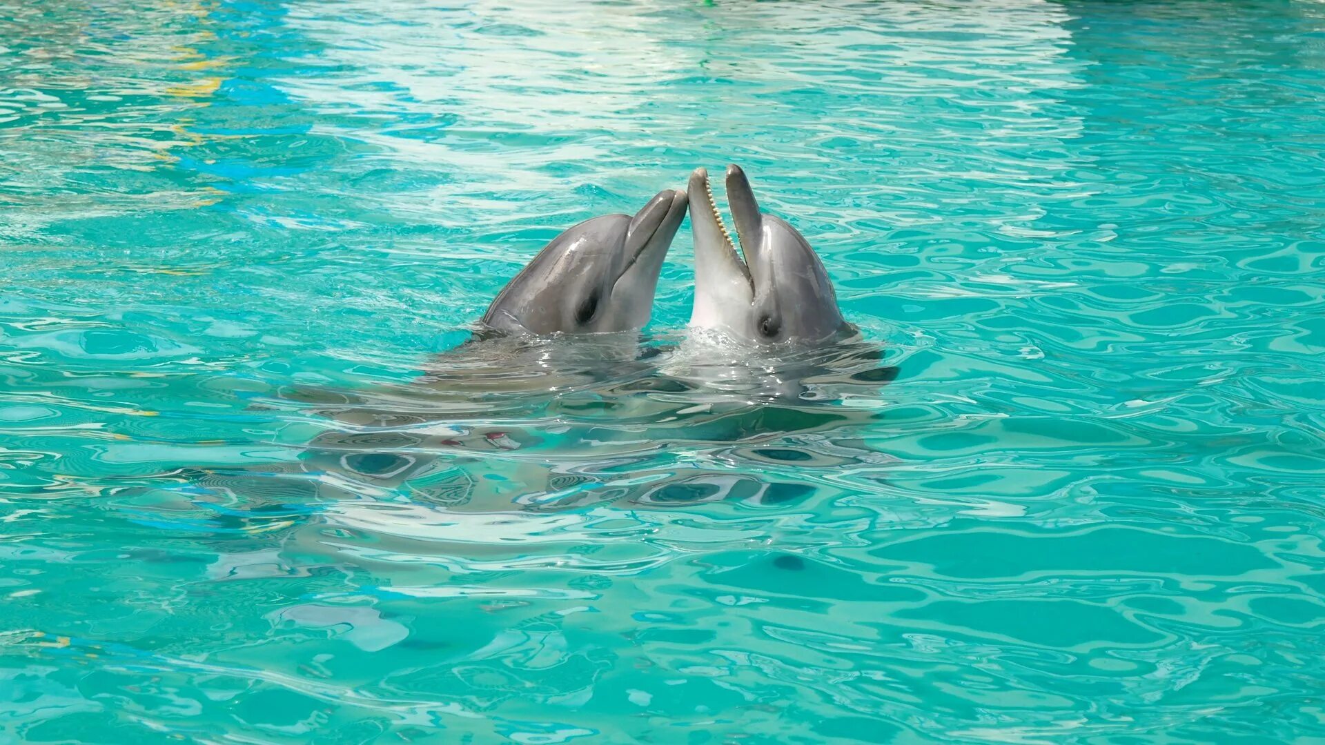 Красивые дельфины. Дельфины в море. Обои с дельфинами. Дельфин в море. Живая природа дельфины