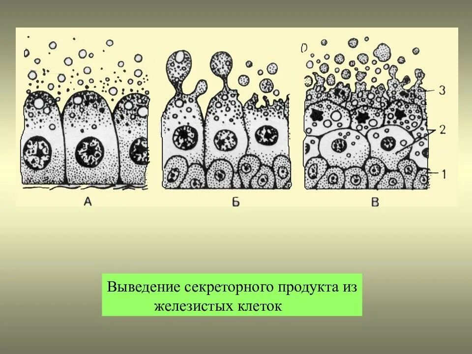 Комплекс гольджи структура клетки. Транспорт веществ эндоцитоз и экзоцитоз. Комплекс гольджи структура клетки. Докинг везикулы. Упаковка веществ в секреторные пузырьки.