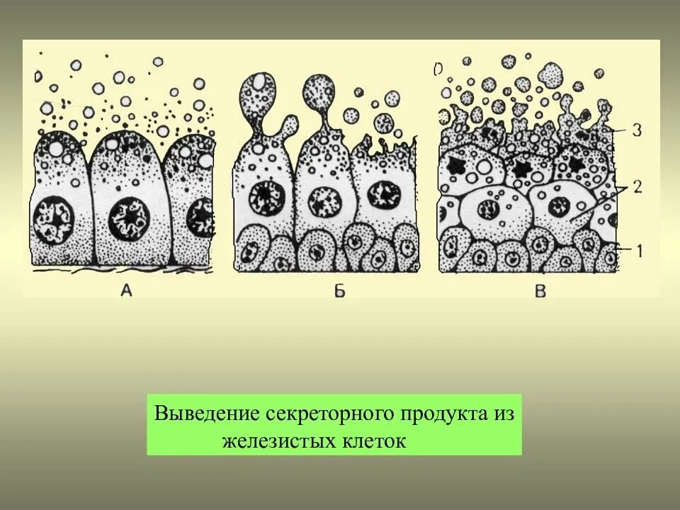 Железистый эпителий мерокриновый. Секреторный (железистый) эпителий. Клетки эпителия желез. Секреторный цикл железистого эпителия. Группы железистых клеток