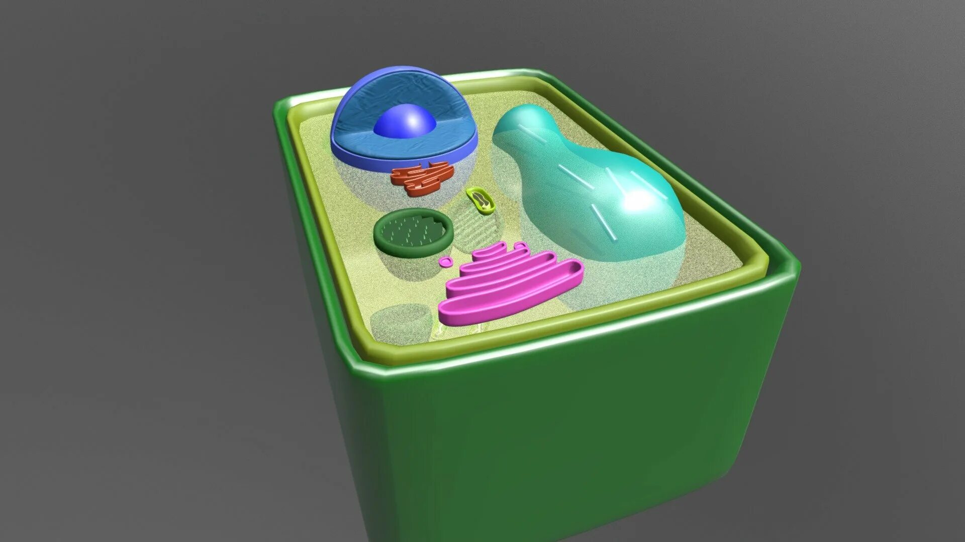 Plant Cell 3d. 3д модель клетки. 3д модель растительной клетки. Модель клетки растения. Искусственная клетка 3