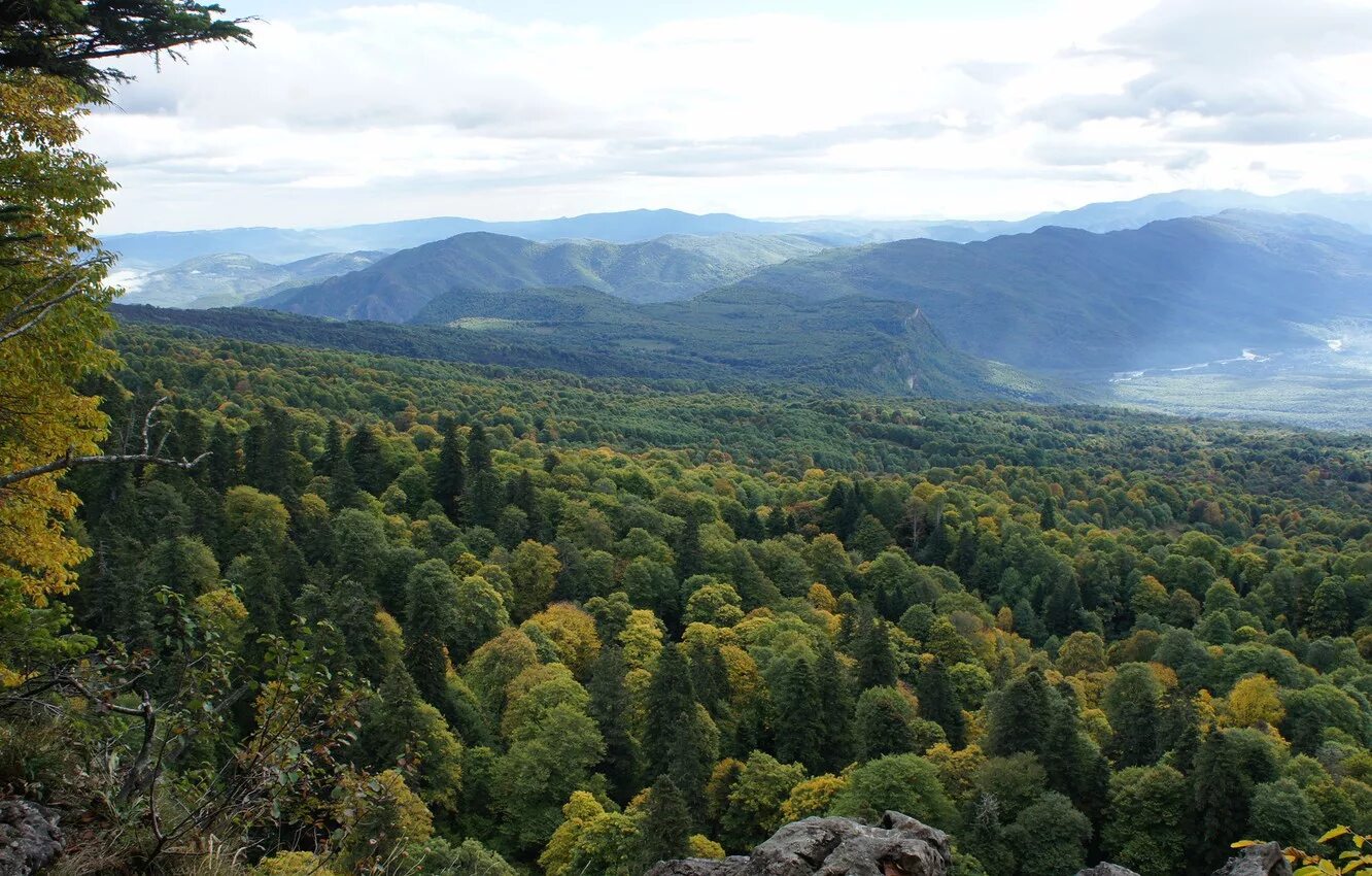 Forest широко. Клэпхенский лес англия. Леса югры. Мрачный лес. Лес мультяшный.