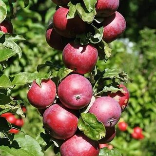 Яблоня колонновидная