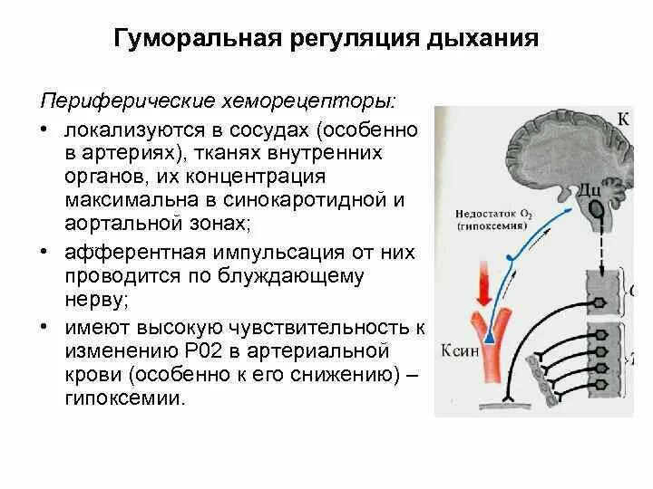 Центральные хеморецепторы. Центральные рецепторы дыхания. Регуляция дыхания физиология кратко. Центральные рецепторы дыхания. Хеморецепторы синокаротидной зоны.