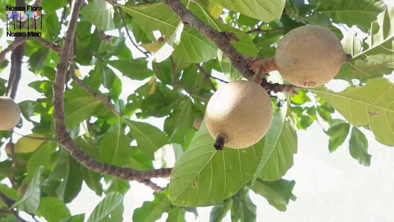 Генипа фрукт. Генипа американо. Генипа фрукт. Генип фрукт. Генипа американская.