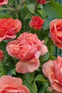 Plein rose