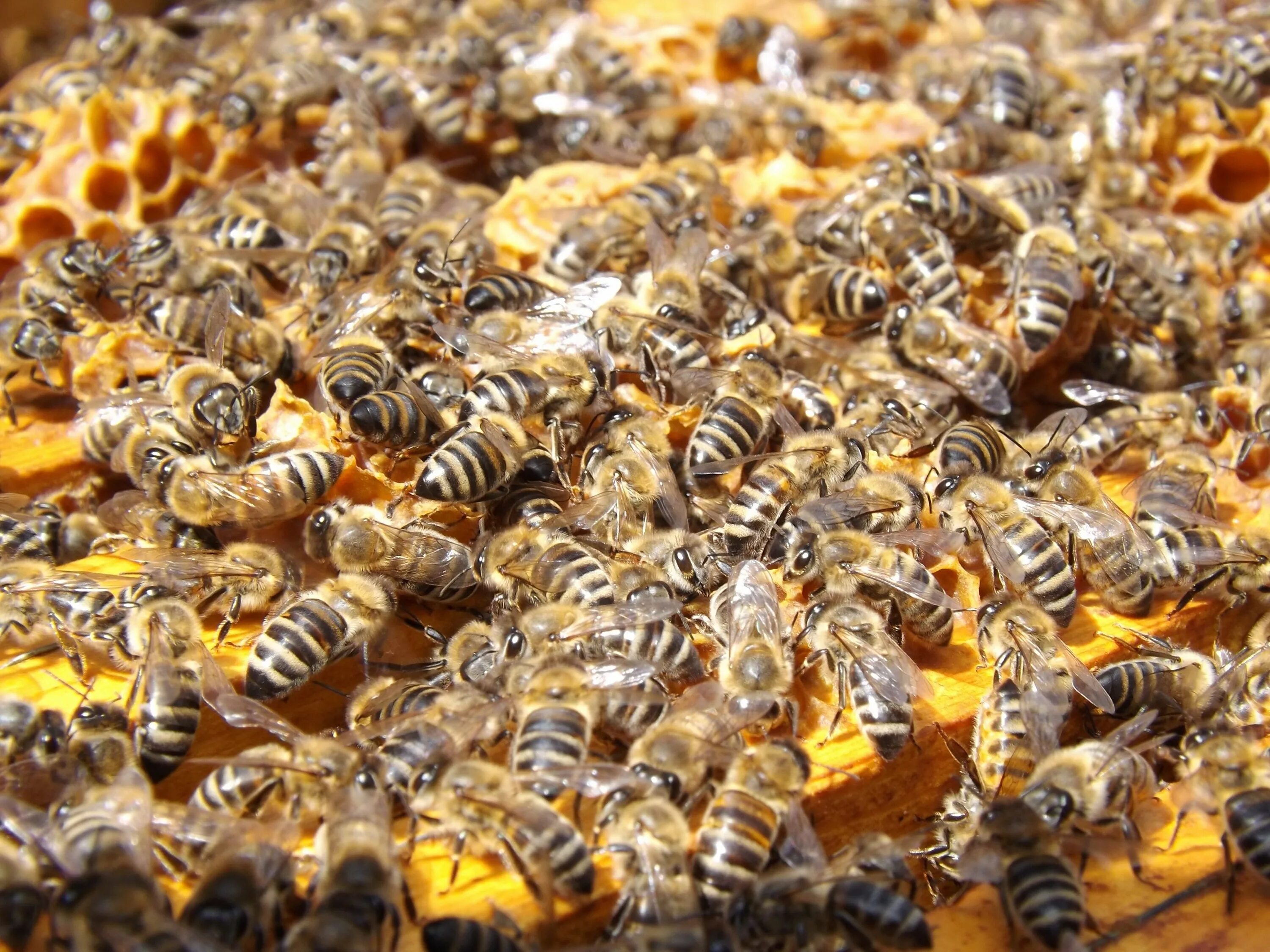 Bee home